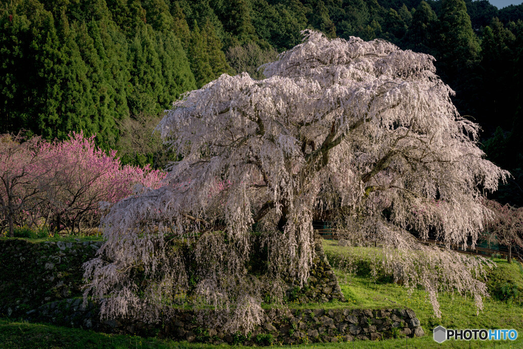 又兵衛桜３