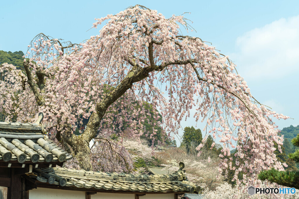 長谷寺の桜