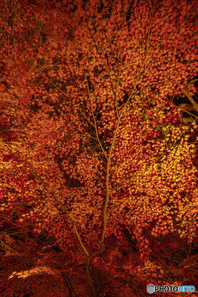 紅葉