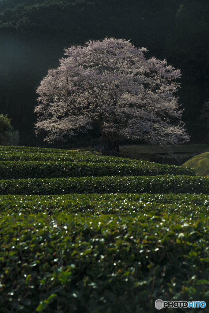 朝の桜