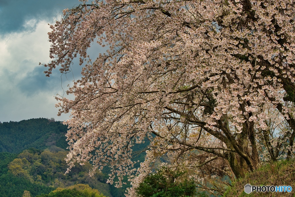 何処かの桜