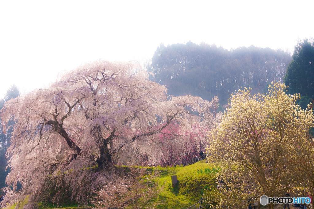 又兵衛桜