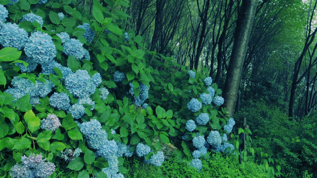 梅雨らしく