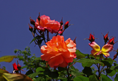 A5S_1729-11s