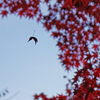 A5S_1462-1s