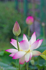 A5S_4237-1s