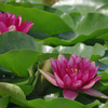 A5S_4815-1s