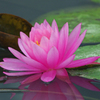 A5S_4534-1s