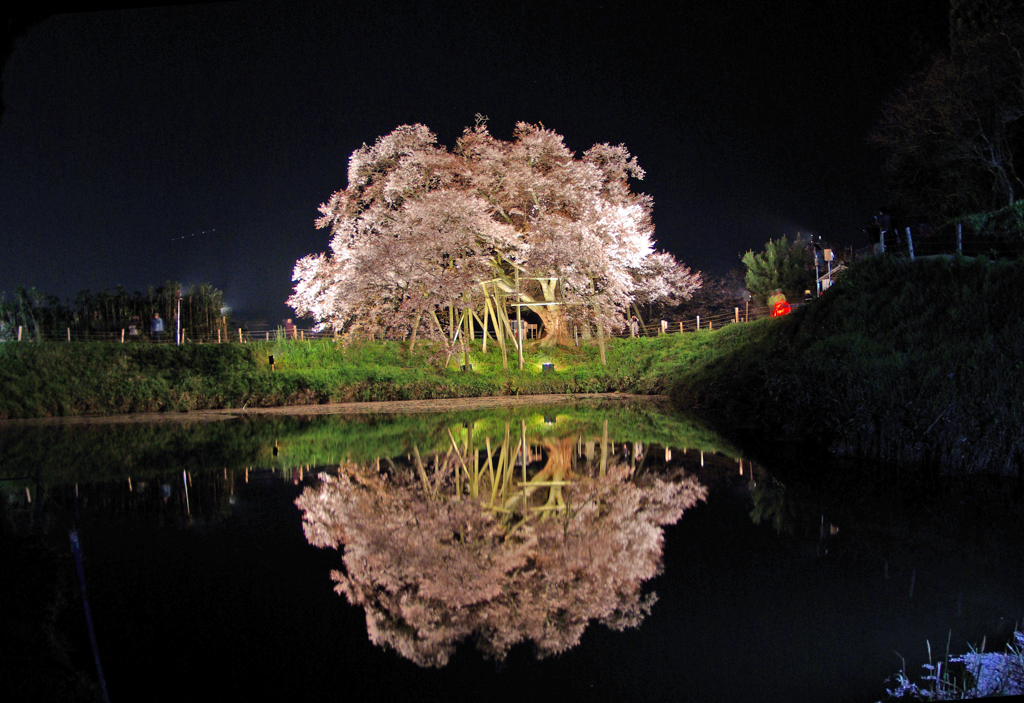 夜桜
