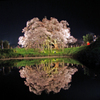 夜桜