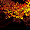 A5S_1169-1s