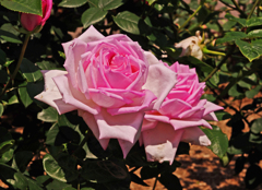 A5S_1735-1s