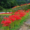 A5S_9478-1s