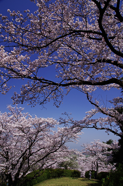 A5S_1102-1s