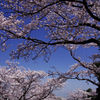 A5S_1102-1s