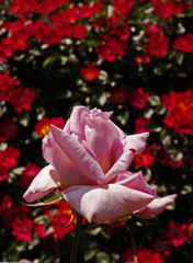 A5S_1724-11s