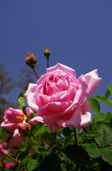 A5S_1742-1s