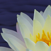 A5S_4541-1s