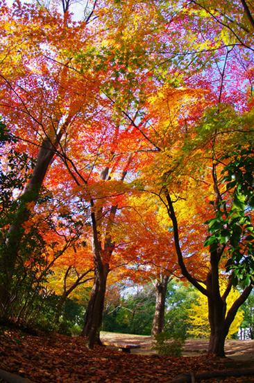 IMGP1315-1s