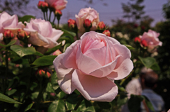 A5S_1737-1s