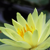 A5S_4519-1s