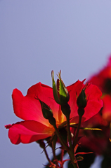A5S_1720-1s