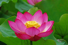A5S_4177-1s