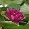 A5S_4795-1s