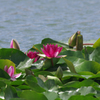 A5S_4863-1s