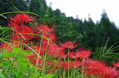 A5S_9671-1s