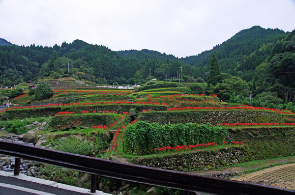 A5S_9644-1s