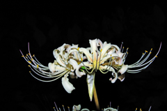 IMGP2705-1