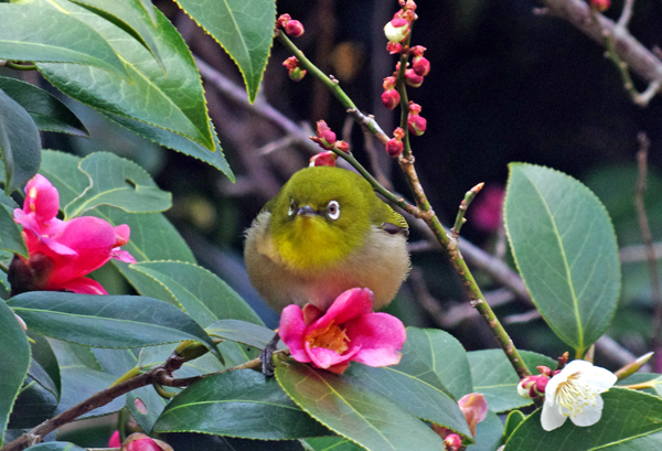 IMGP0126-1s