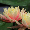 A5S_4504-2s