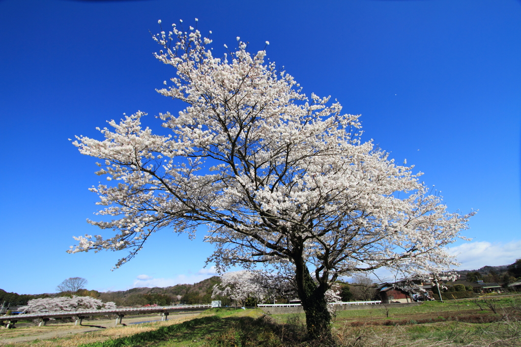 sakura