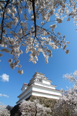 鶴ヶ城と桜２