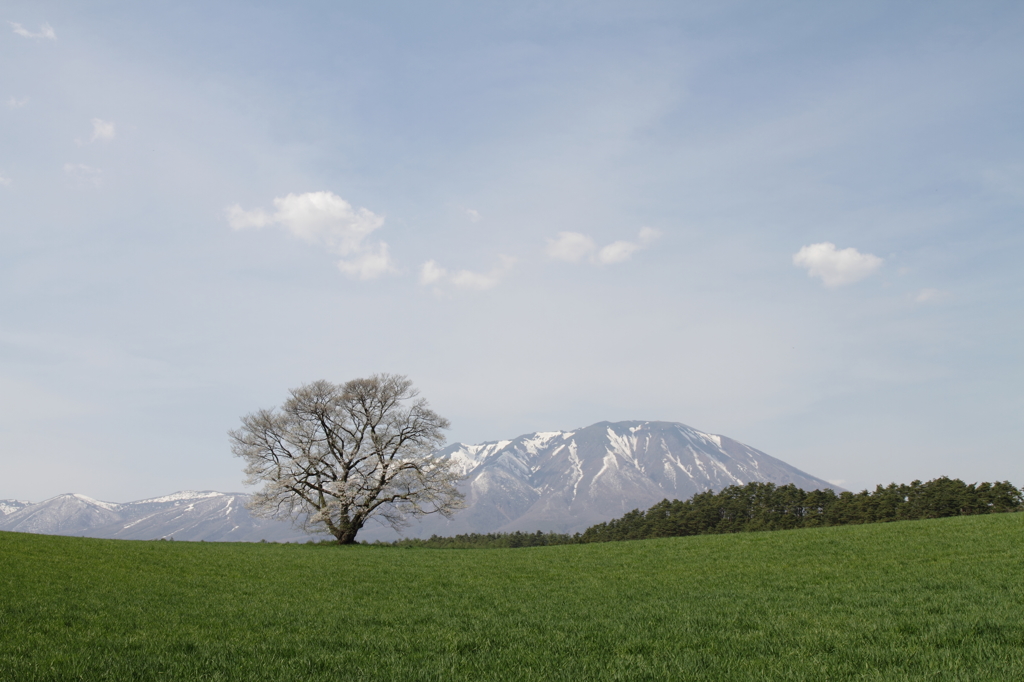 小岩井一本桜Ⅰ