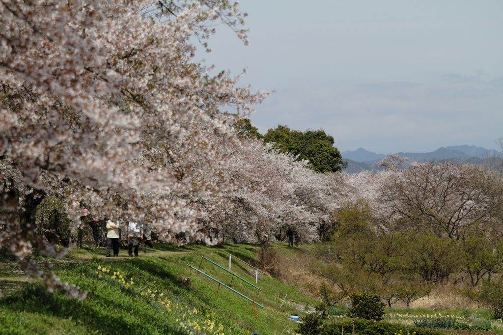 金崎の桜堤