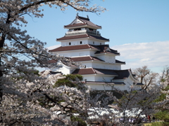 鶴ヶ城と桜１
