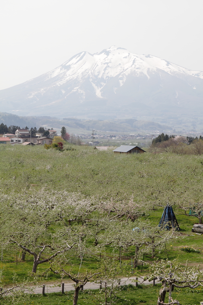 岩木山と林檎の木Ⅱ