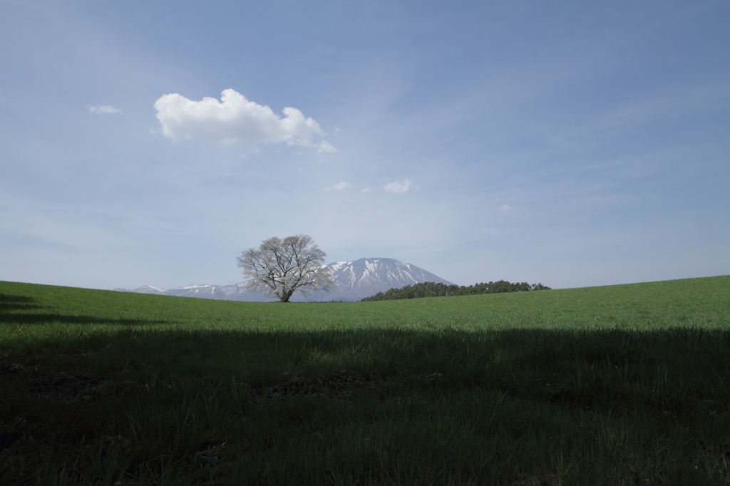 小岩井一本桜Ⅲ