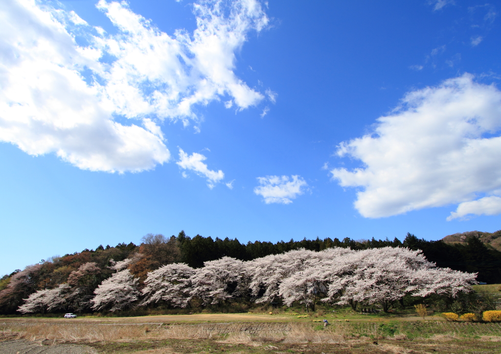 桜と雲