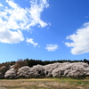 桜と雲