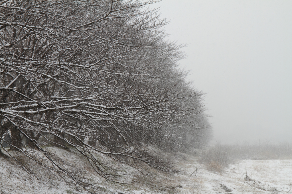 雪満開