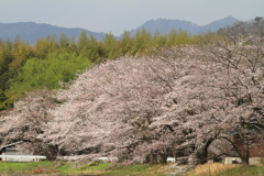 宮桜