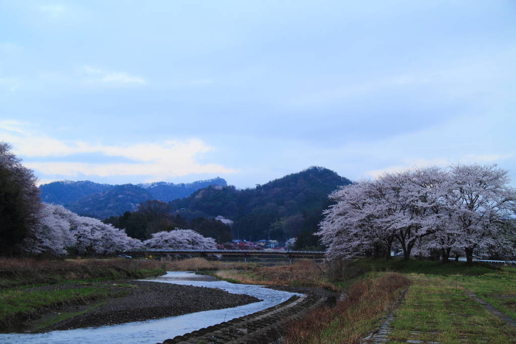 明け方の桜