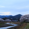 明け方の桜