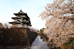 弘前城と桜