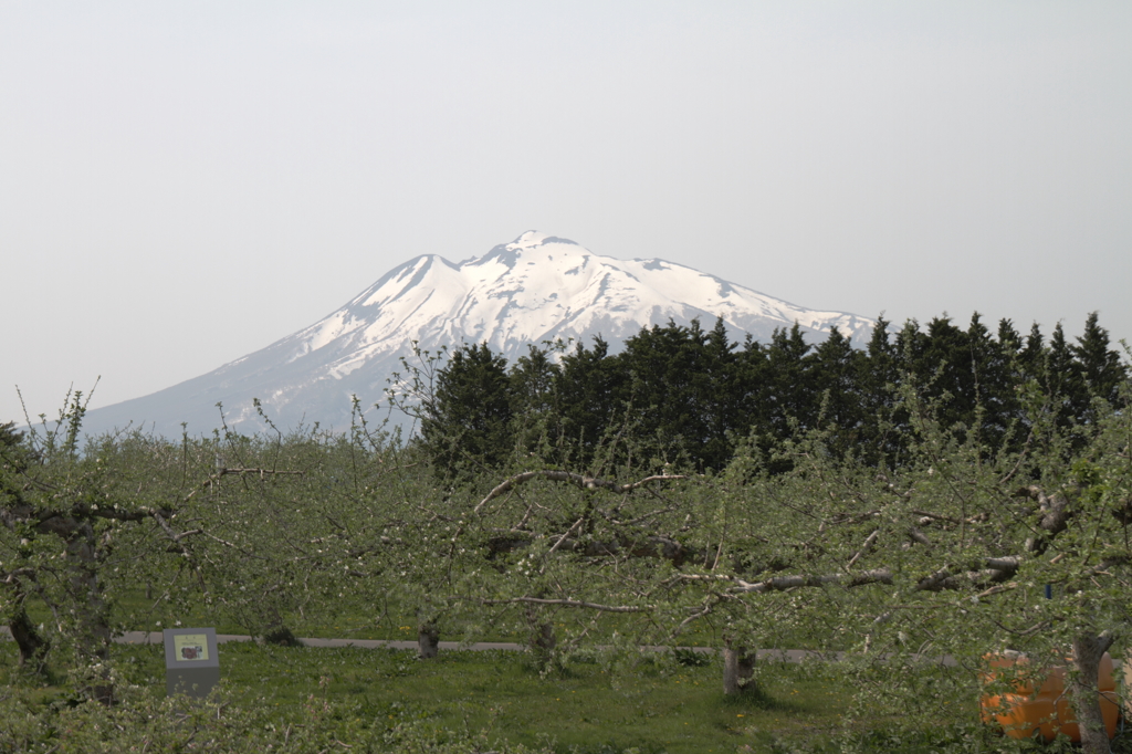 岩木山と林檎の木Ⅰ