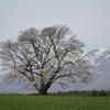 小岩井一本桜Ⅱ